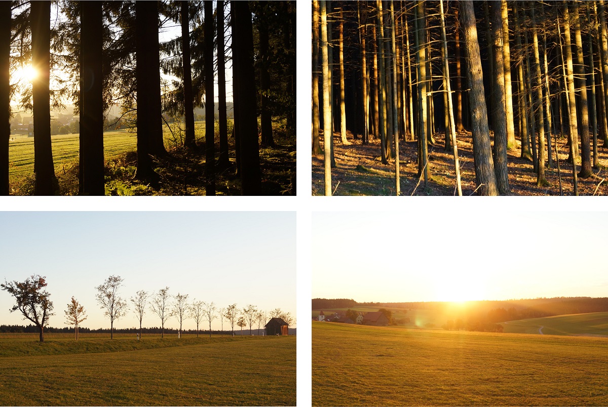 Bäume